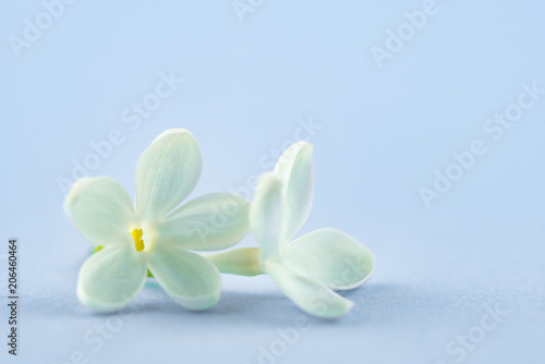 White Lilac Flowers © Levon