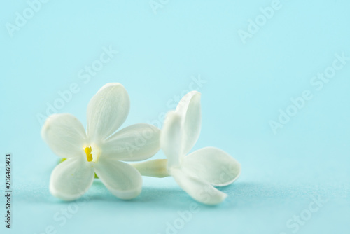 White small flowers © Levon