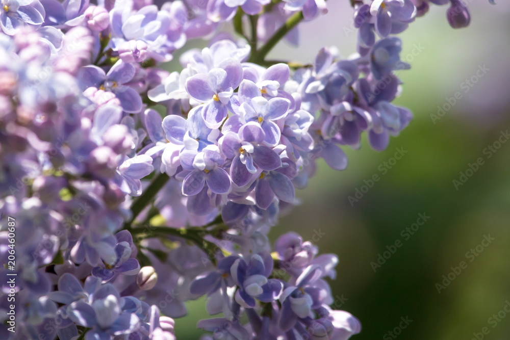 Lilac flowers on a tree in the park Lilac flowers on a tree in the park