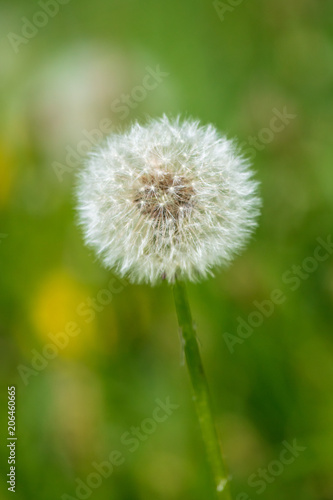 Fluffy dandelion in a park