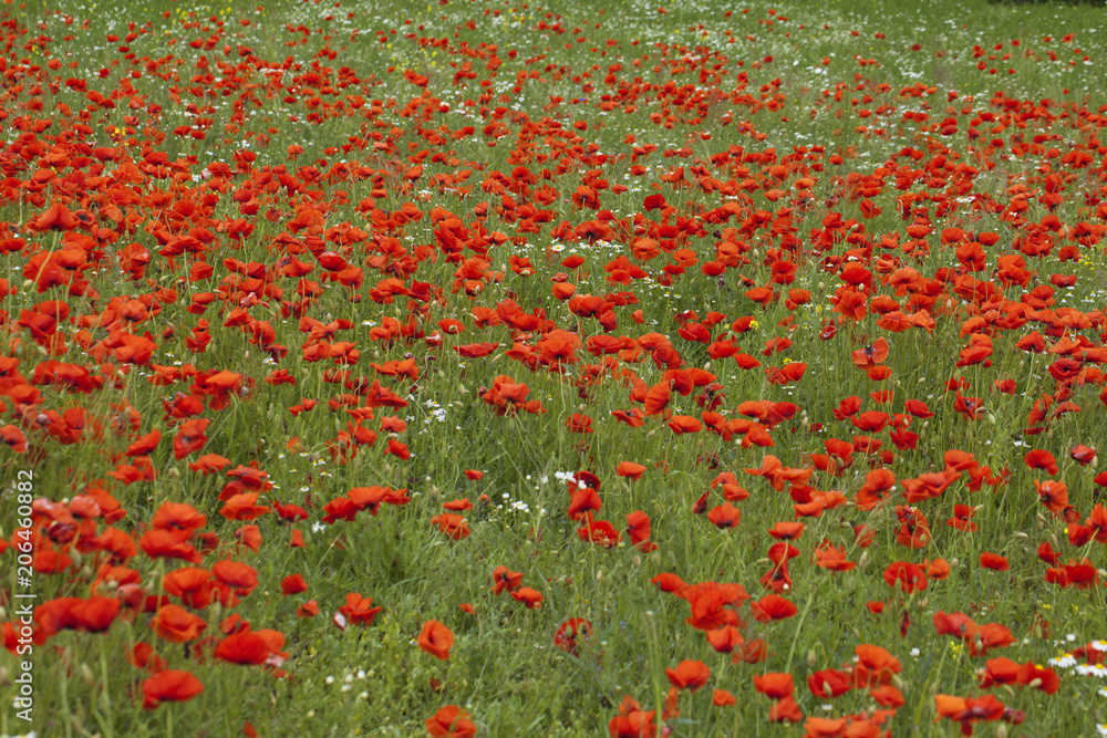 Summer red poppies