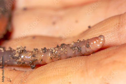 The earthworm on the man's hand