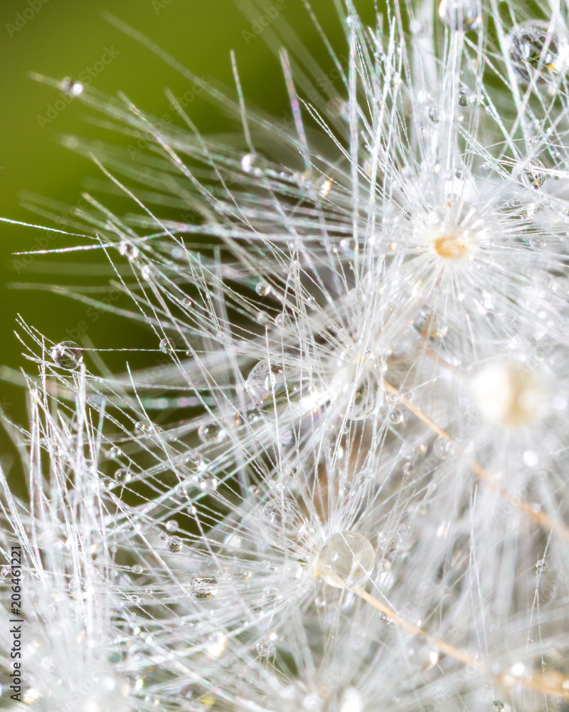 Fluffy dandelion on nature as background Fluffy dandelion on nature as background