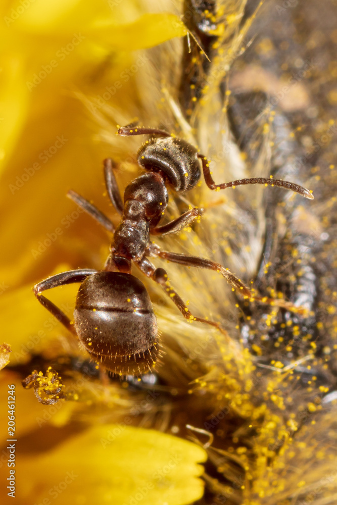 The ant is on a yellow dandelion flower The ant is on a yellow dandelion flower