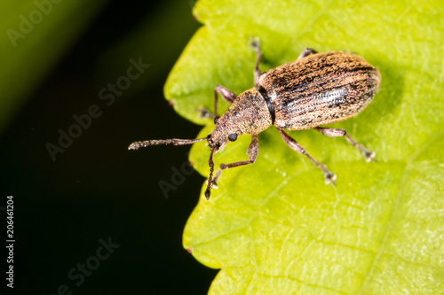 Beetle on a green leaf in nature