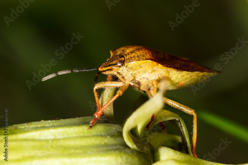 Portrait of a bug bug in nature