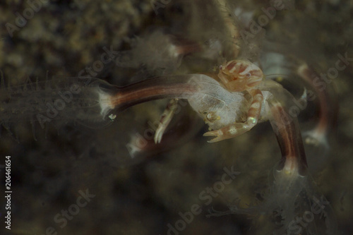 Sea Pen Crab (Porcellanella triloba). Picture was taken in Anilao, Philippines photo