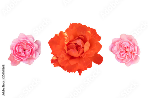 Set of three rosebuds isolated on white background