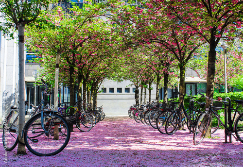 Photography Cologne City