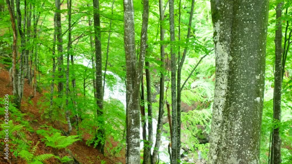 Fresh green beech forest Fresh green beech forest