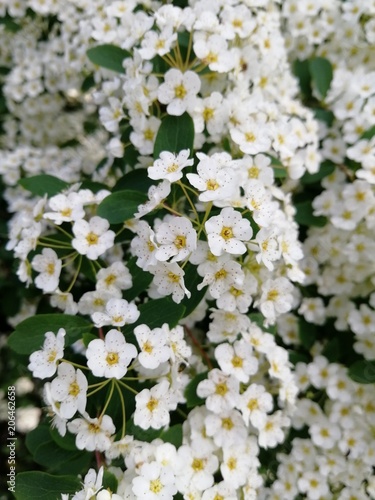 White flowers, close-up. a bush of white flowers.