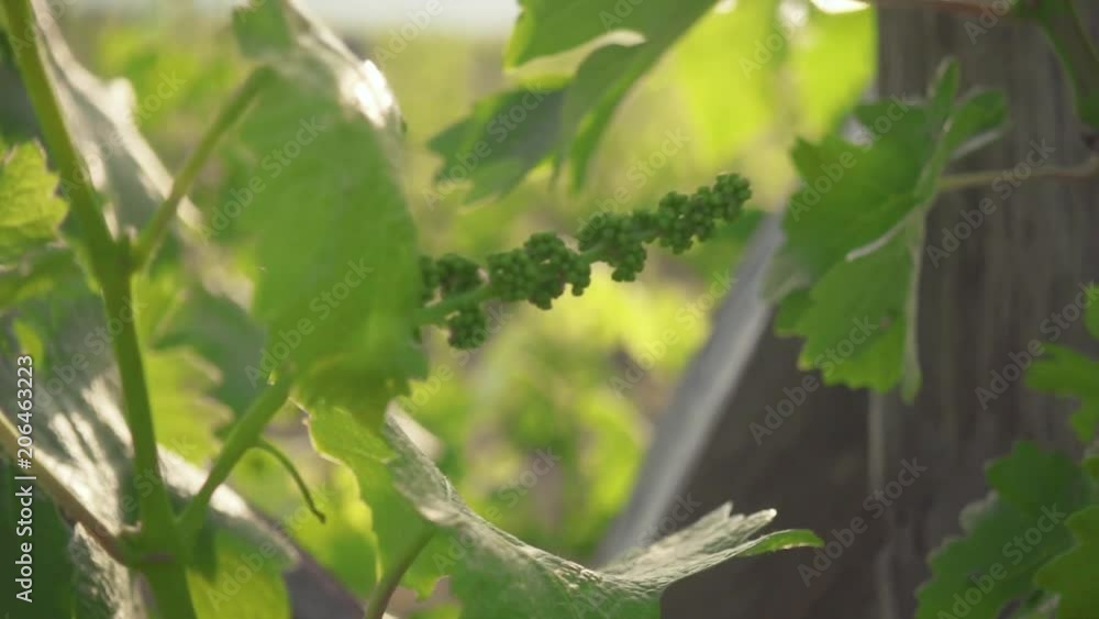 Unripe bunches of grapes on a young vine with green leaves with beautiful sun rays slow motion Unripe bunches of grapes on a young vine with green leaves with beautiful sun rays slow motion
