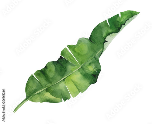 Isolated watercolor green plant leaf deocration