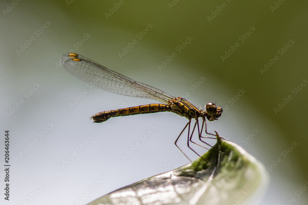 Dragonfly on green leaves with copy space Dragonfly on green leaves with copy space