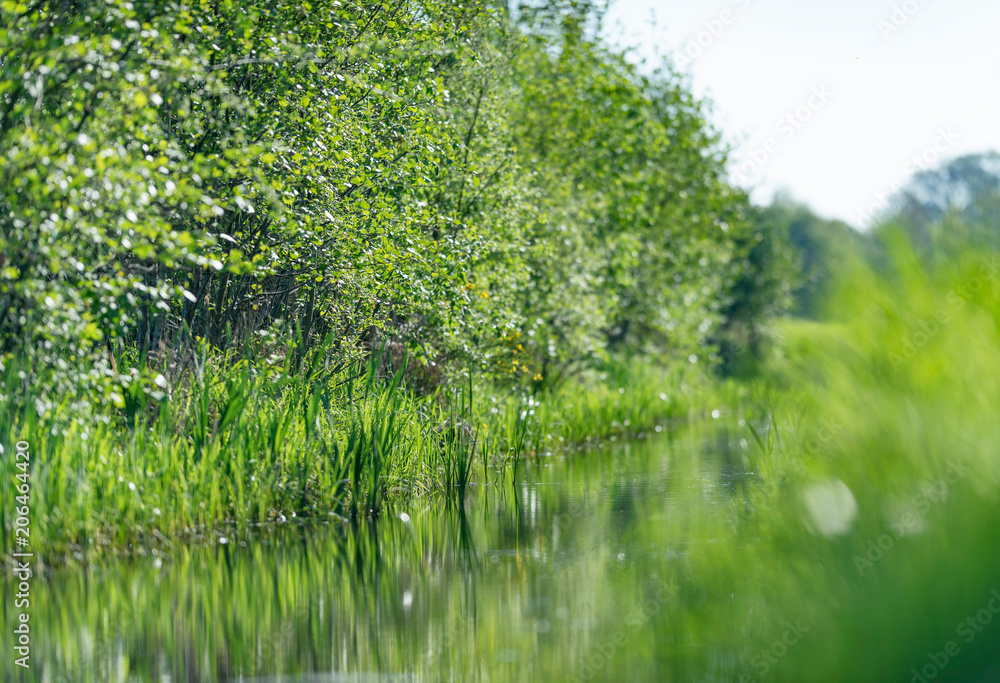 Small ditch with young trees and reed during spring. Small ditch with young trees and reed during spring.