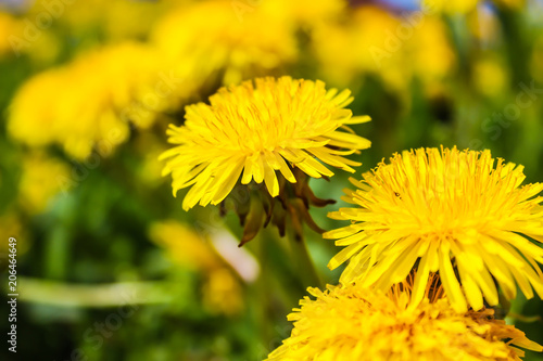 dandelions yellow flowers on the field