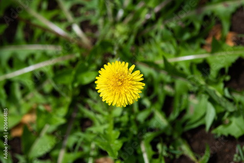 黄色いタンポポの花のアップ