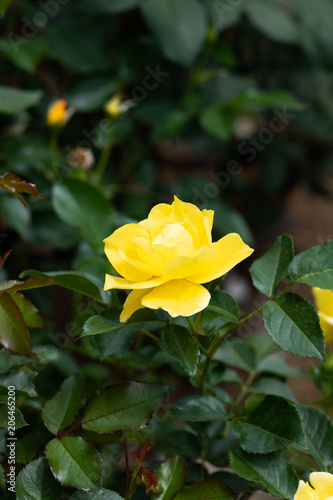 黄色いばら「イエローシンプリシティ」の花のアップ 