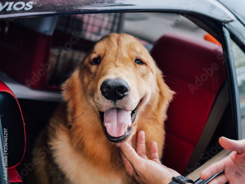 Fototapeta Naklejka Na Ścianę i Meble -  Close up cute Golden Retriever Dogin the car.