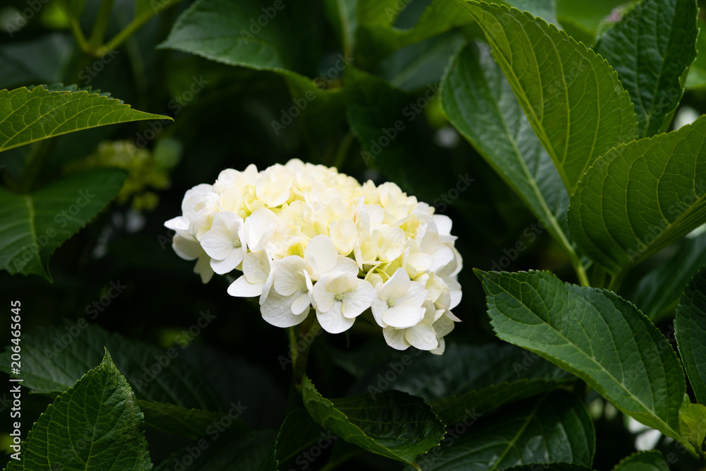 白いあじさいの花のアップ