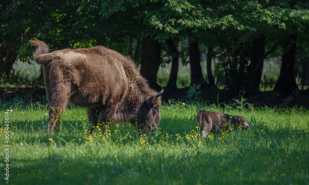 European Bison - Wisent with calf European Bison - Wisent with calf