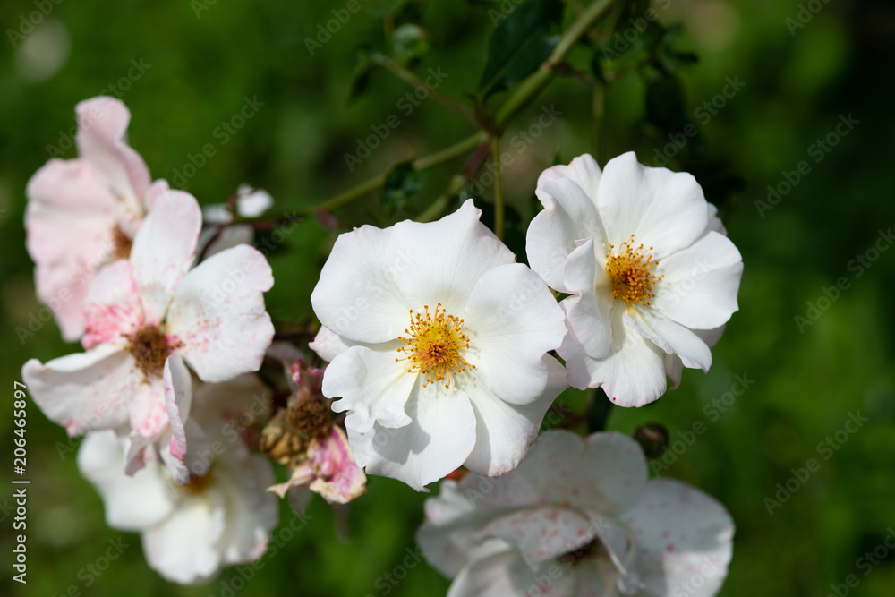 Fototapeta premium 白いばら「ウィンドソング」の花のアップ