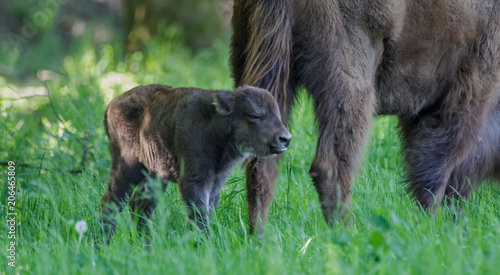 European Bison - Wisent with calf photo