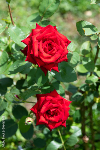 赤いばら「熱情」の花のアップ