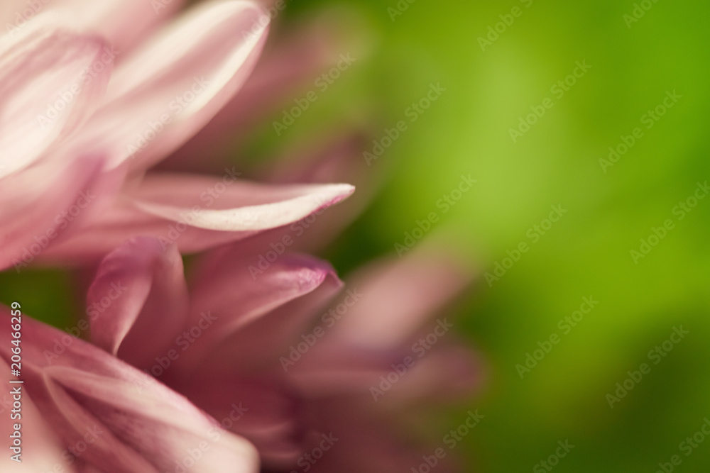 Abstract blurred image of a pink flower on a green background.