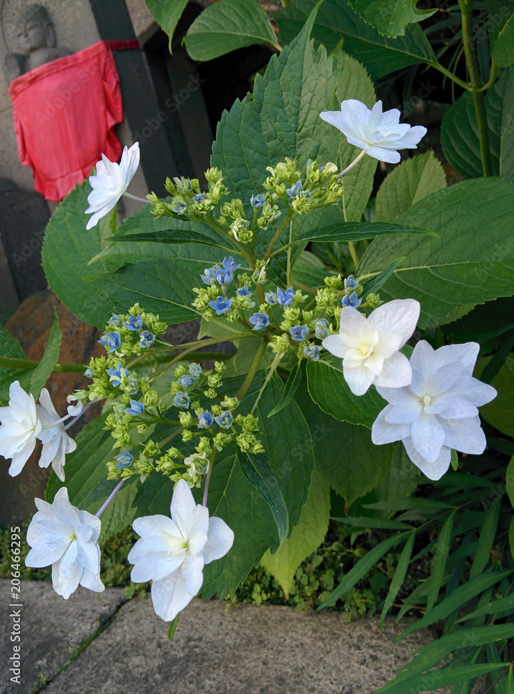 Hydrangea Sumida No Hanabi ガクアジサイ 墨田の花火 Stock Photo Adobe Stock Hydrangea Sumida No Hanabi ガクアジサイ 墨田の花火 Stock Photo Adobe Stock