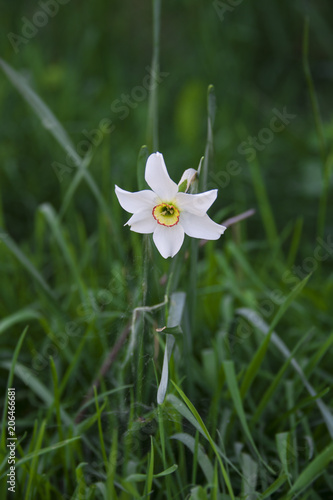 Fototapeta Naklejka Na Ścianę i Meble -  Small white flower on the meadow