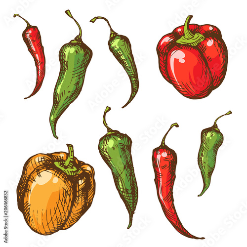 Vintage ink sketches of peppers and paprika