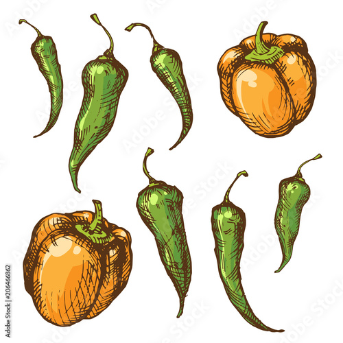 Vintage ink sketches of peppers and paprika