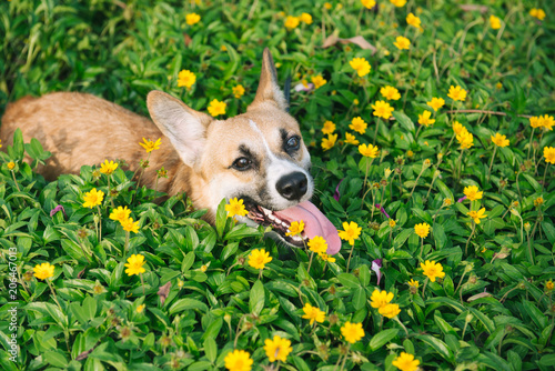 Pembroke welsh corgi puppy sitting in flowers