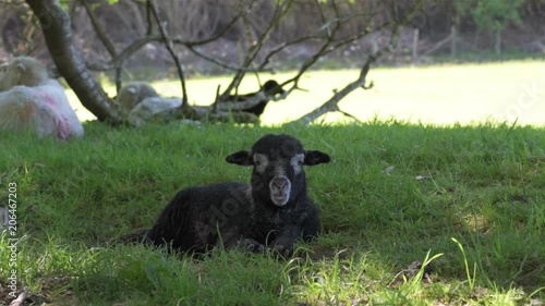 Swaledale is a breed of domestic sheep named after the Yorkshire valley of Swaledale in England.