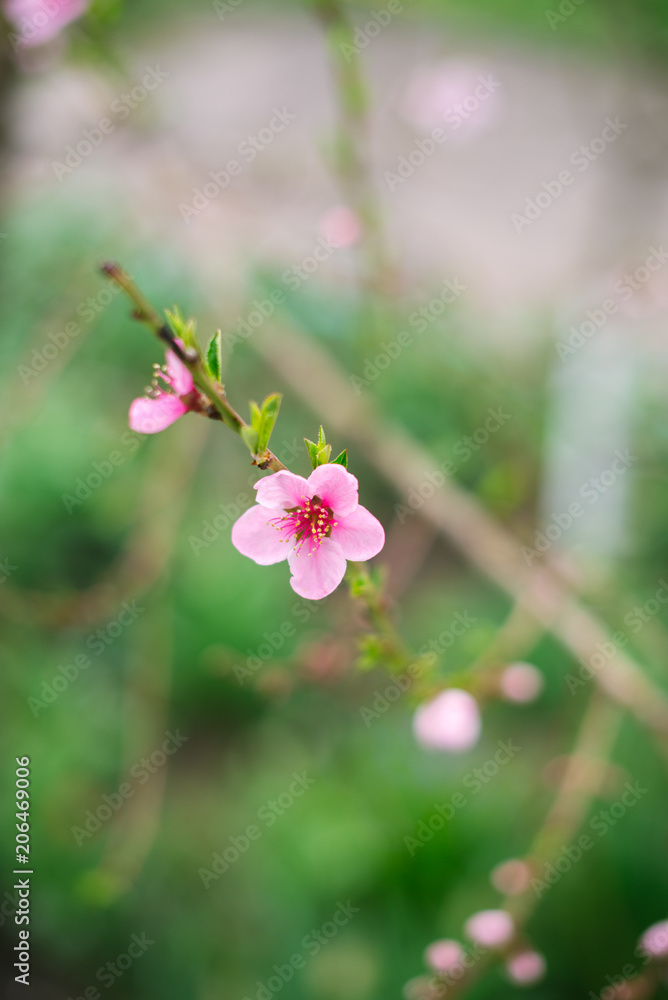 Fototapeta premium Blossoming branch with blurred background. Spring concept