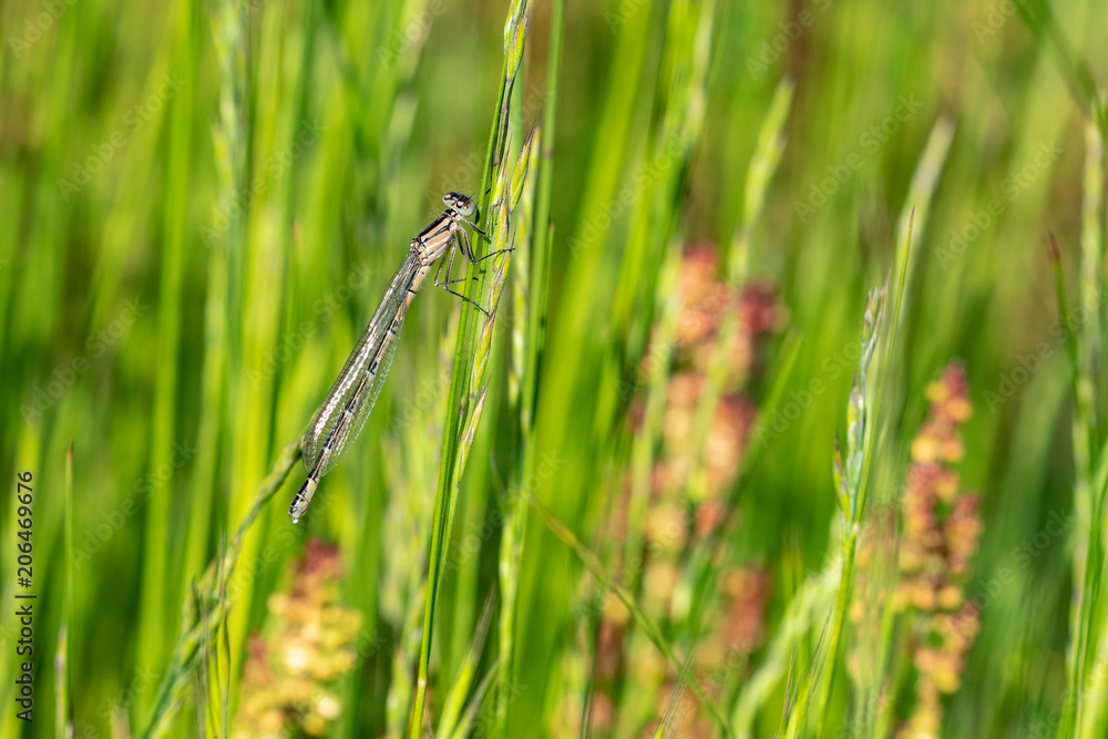 Immature blue-tailed damsel fly resting on grass Immature blue-tailed damsel fly resting on grass