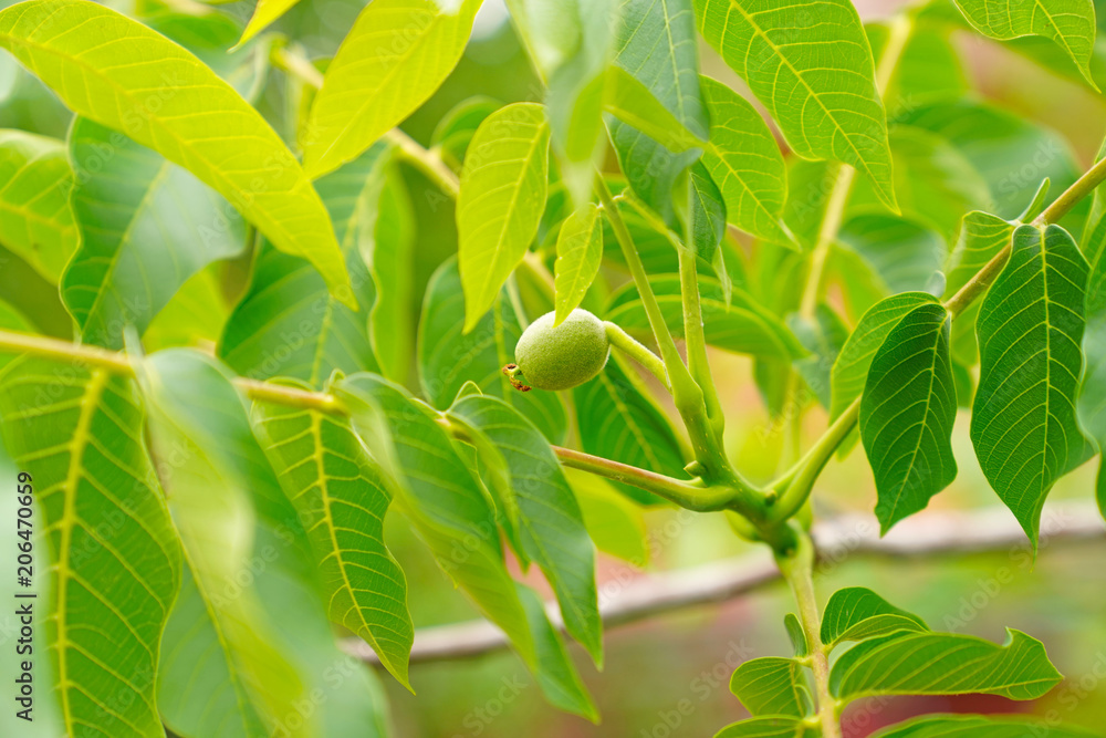 Green walnut ripen, on branch of tree with green leaves close-up with rays of bright sun. Concept of growing Green walnut ripen, on branch of tree with green leaves close-up with rays of bright sun. Concept of growing