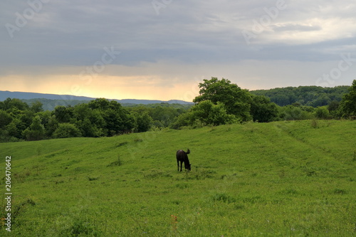 Image of a horse in a meadow.
