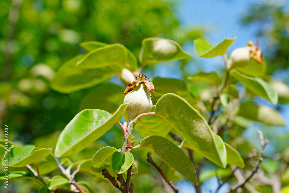 Fresh tiny raw organic quinces on the tree. Fresh tiny raw organic quinces on the tree.