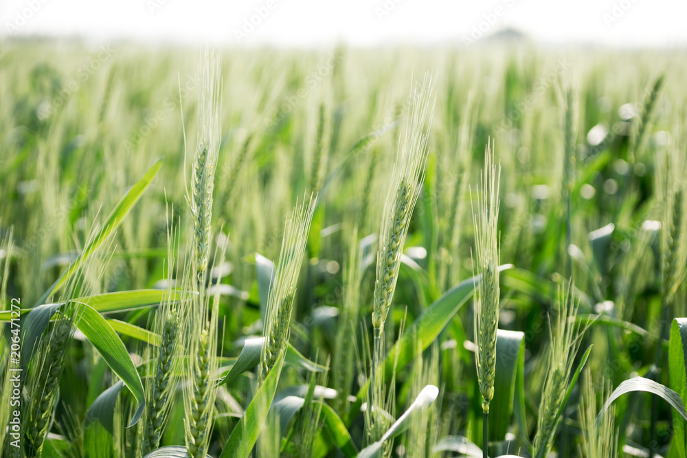 Obraz premium green wheat field and sunny day