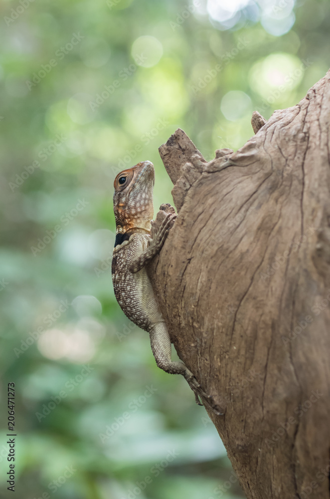 Madagascar - close-up of gecko on tree with green background
