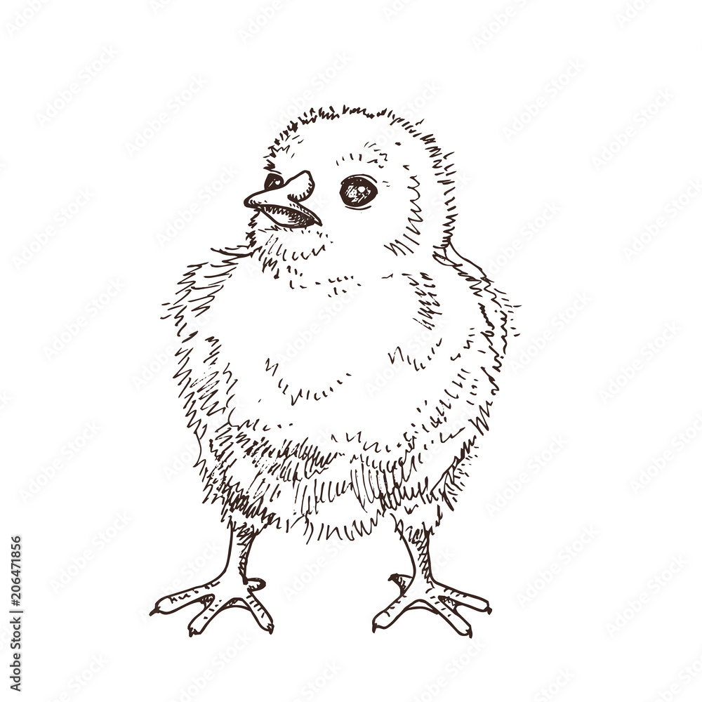 Fototapeta premium Black and white hand drawn little chick. Funny yellow bird. Easter symbol. Doodle illustration