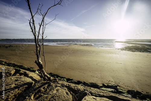 Árbol seco entre las piedras en la playa de Sanlúcar de Barrameda photo