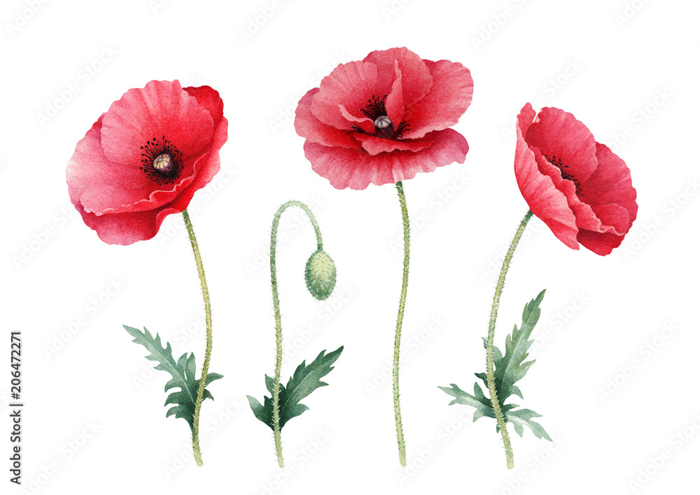 Watercolor illustration of poppy flowers. Perfect for greeting