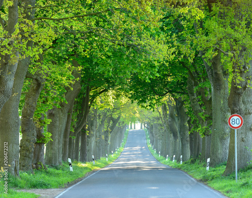 Avenue of Old Oak Trees  R  gen Island  Germany