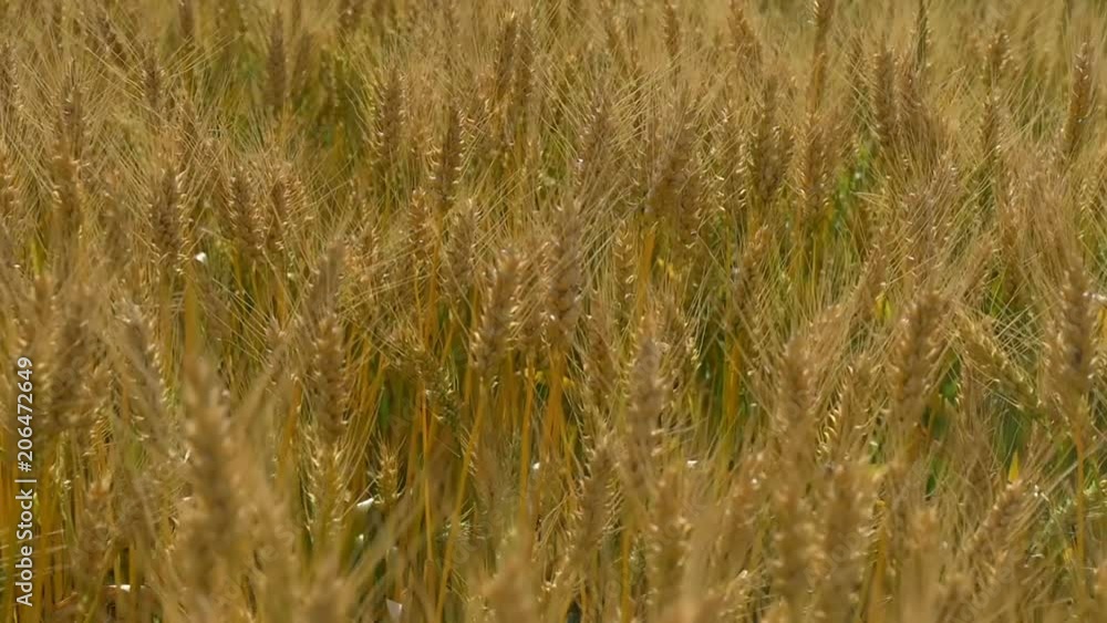 Wheat ears swing in the field from the wind, in slow motion. Harvest of cereals. Movement of golden spikelets of wheat. Wheat ears swing in the field from the wind, in slow motion. Harvest of cereals. Movement of golden spikelets of wheat.