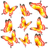 beautiful orange butterflies, isolated  on a white