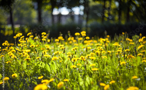 Dandelions on a blurred background with leaves on a meadow 