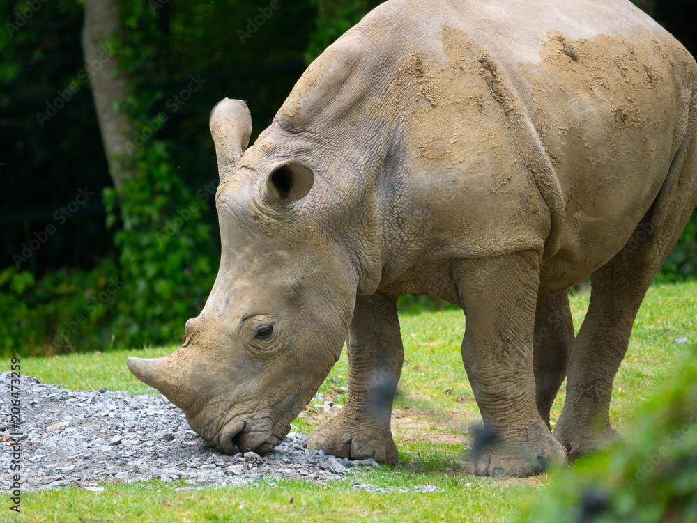 Fototapeta premium Rhinocéros 